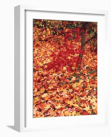 View of Autumn Japanese Maple Flora, Washington Park, Seattle, Washington, USA-Stuart Westmorland-Framed Photographic Print