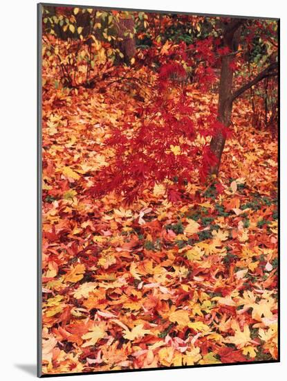 View of Autumn Japanese Maple Flora, Washington Park, Seattle, Washington, USA-Stuart Westmorland-Mounted Photographic Print