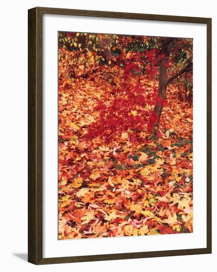 View of Autumn Japanese Maple Flora, Washington Park, Seattle, Washington, USA-Stuart Westmorland-Framed Photographic Print