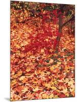View of Autumn Japanese Maple Flora, Washington Park, Seattle, Washington, USA-Stuart Westmorland-Mounted Photographic Print