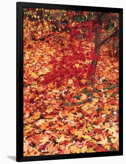 View of Autumn Japanese Maple Flora, Washington Park, Seattle, Washington, USA-Stuart Westmorland-Framed Photographic Print