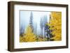 View of autumn trees on forest, Leavenworth, Washington, USA-Panoramic Images-Framed Photographic Print