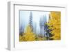 View of autumn trees on forest, Leavenworth, Washington, USA-Panoramic Images-Framed Photographic Print