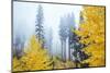 View of autumn trees on forest, Leavenworth, Washington, USA-Panoramic Images-Mounted Photographic Print