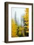 View of autumn trees on forest, Leavenworth, Washington, USA-Panoramic Images-Framed Photographic Print