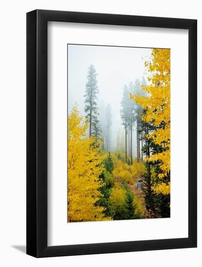 View of autumn trees on forest, Leavenworth, Washington, USA-Panoramic Images-Framed Photographic Print