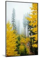 View of autumn trees on forest, Leavenworth, Washington, USA-Panoramic Images-Mounted Photographic Print