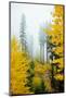 View of autumn trees on forest, Leavenworth, Washington, USA-Panoramic Images-Mounted Photographic Print