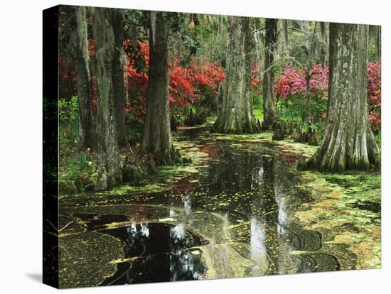 View of Azaleas and Cypresses Magnolia Plantation, Charleston, South Carolina, USA-Adam Jones-Stretched Canvas