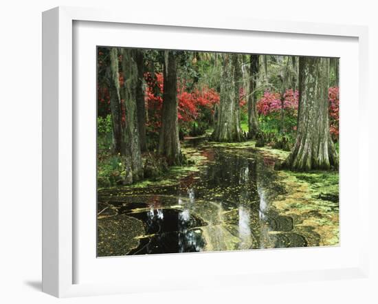 View of Azaleas and Cypresses Magnolia Plantation, Charleston, South Carolina, USA-Adam Jones-Framed Premium Photographic Print