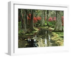 View of Azaleas and Cypresses Magnolia Plantation, Charleston, South Carolina, USA-Adam Jones-Framed Premium Photographic Print