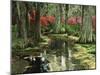 View of Azaleas and Cypresses Magnolia Plantation, Charleston, South Carolina, USA-Adam Jones-Mounted Premium Photographic Print