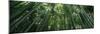 View of Bamboo Trees, Arashiyama, Kyoto Prefecture, Kinki Region, Honshu, Japan-null-Mounted Photographic Print