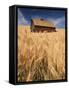 View of Barn Surrounded with Wheat Field, Palouse, Washington State, USA-Stuart Westmorland-Framed Stretched Canvas