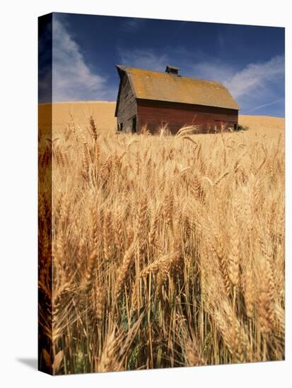 View of Barn Surrounded with Wheat Field, Palouse, Washington State, USA-Stuart Westmorland-Stretched Canvas