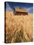 View of Barn Surrounded with Wheat Field, Palouse, Washington State, USA-Stuart Westmorland-Stretched Canvas