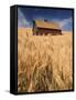 View of Barn Surrounded with Wheat Field, Palouse, Washington State, USA-Stuart Westmorland-Framed Stretched Canvas