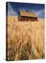 View of Barn Surrounded with Wheat Field, Palouse, Washington State, USA-Stuart Westmorland-Stretched Canvas