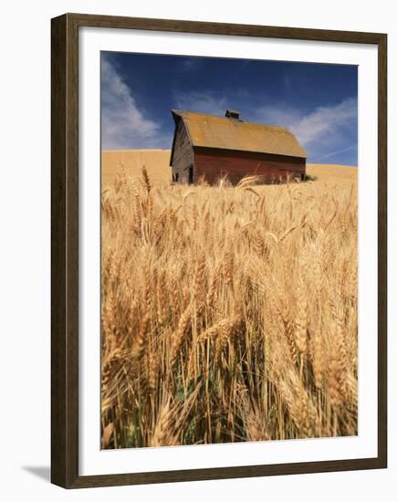 View of Barn Surrounded with Wheat Field, Palouse, Washington State, USA-Stuart Westmorland-Framed Premium Photographic Print