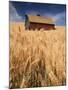 View of Barn Surrounded with Wheat Field, Palouse, Washington State, USA-Stuart Westmorland-Mounted Premium Photographic Print