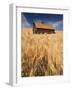 View of Barn Surrounded with Wheat Field, Palouse, Washington State, USA-Stuart Westmorland-Framed Photographic Print