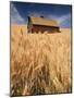 View of Barn Surrounded with Wheat Field, Palouse, Washington State, USA-Stuart Westmorland-Mounted Photographic Print