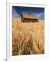 View of Barn Surrounded with Wheat Field, Palouse, Washington State, USA-Stuart Westmorland-Framed Photographic Print