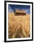 View of Barn Surrounded with Wheat Field, Palouse, Washington State, USA-Stuart Westmorland-Framed Photographic Print