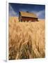 View of Barn Surrounded with Wheat Field, Palouse, Washington State, USA-Stuart Westmorland-Framed Photographic Print