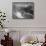 View Of Barren Mountains With Snow "Long's Peak Rocky Mountain National Park" Colorado. 1933-1942-Ansel Adams-Framed Stretched Canvas displayed on a wall