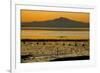 View of bay with feeding waders at sunset, Mount Tamalpais, Pinole Point, San Francisco Bay-Bob Gibbons-Framed Photographic Print