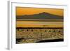 View of bay with feeding waders at sunset, Mount Tamalpais, Pinole Point, San Francisco Bay-Bob Gibbons-Framed Photographic Print