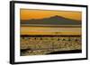 View of bay with feeding waders at sunset, Mount Tamalpais, Pinole Point, San Francisco Bay-Bob Gibbons-Framed Photographic Print