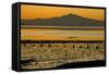 View of bay with feeding waders at sunset, Mount Tamalpais, Pinole Point, San Francisco Bay-Bob Gibbons-Framed Stretched Canvas