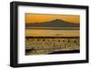 View of bay with feeding waders at sunset, Mount Tamalpais, Pinole Point, San Francisco Bay-Bob Gibbons-Framed Photographic Print