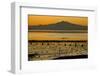 View of bay with feeding waders at sunset, Mount Tamalpais, Pinole Point, San Francisco Bay-Bob Gibbons-Framed Photographic Print