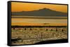 View of bay with feeding waders at sunset, Mount Tamalpais, Pinole Point, San Francisco Bay-Bob Gibbons-Framed Stretched Canvas