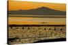 View of bay with feeding waders at sunset, Mount Tamalpais, Pinole Point, San Francisco Bay-Bob Gibbons-Stretched Canvas