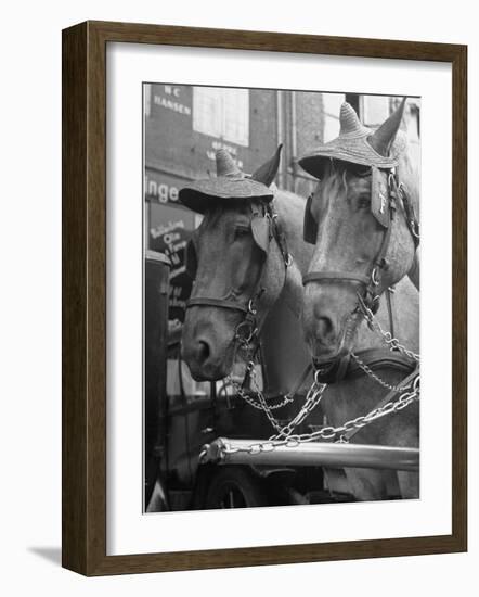 View of Beer Wagon Horses Wearing Straw Hats to Shade their Eyes from the Sun-John Phillips-Framed Photographic Print