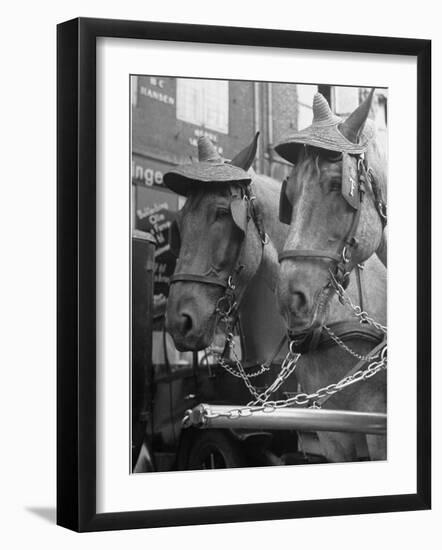 View of Beer Wagon Horses Wearing Straw Hats to Shade their Eyes from the Sun-John Phillips-Framed Photographic Print