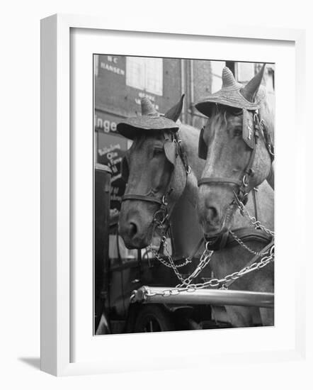 View of Beer Wagon Horses Wearing Straw Hats to Shade their Eyes from the Sun-John Phillips-Framed Photographic Print