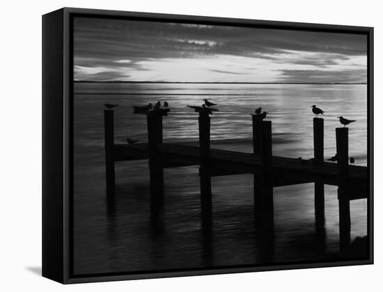 View of Birds on Pier at Sunset, Fort Myers, Florida, USA-Adam Jones-Framed Stretched Canvas