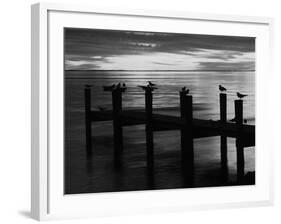 View of Birds on Pier at Sunset, Fort Myers, Florida, USA-Adam Jones-Framed Photographic Print