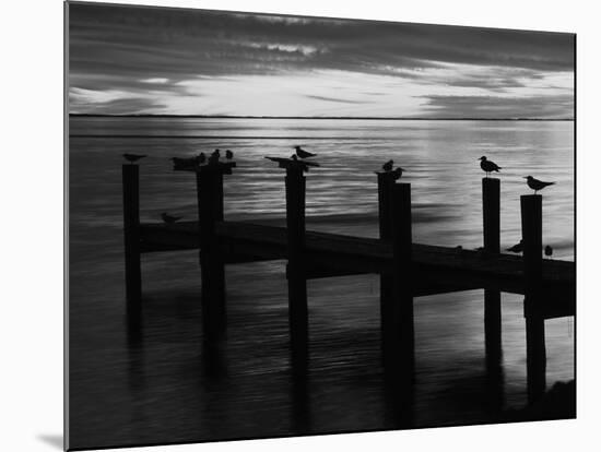 View of Birds on Pier at Sunset, Fort Myers, Florida, USA-Adam Jones-Mounted Photographic Print