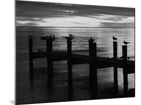 View of Birds on Pier at Sunset, Fort Myers, Florida, USA-Adam Jones-Mounted Photographic Print