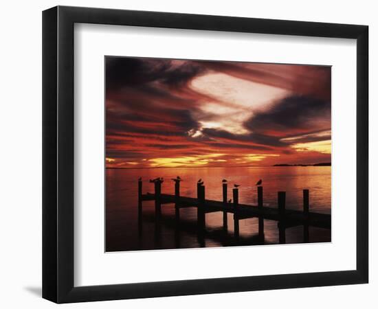 View of Birds on Pier at Sunset, Fort Myers, Florida, USA-Adam Jones-Framed Photographic Print