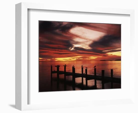 View of Birds on Pier at Sunset, Fort Myers, Florida, USA-Adam Jones-Framed Photographic Print