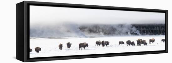 View of Bison herd (Bison bison) Fountain Flats, Yellowstone National Park, Wyoming, USA-Panoramic Images-Framed Stretched Canvas