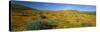 View of Blossoms in a Poppy Reserve, Antelope Valley, Mojave Desert, California, USA-null-Stretched Canvas