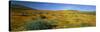 View of Blossoms in a Poppy Reserve, Antelope Valley, Mojave Desert, California, USA-null-Stretched Canvas